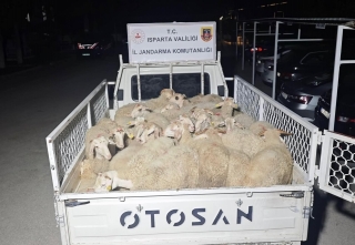 Isparta'da 32 küçükbaş hayvanı çalıp kaçtılar, Uşak’ta yakalandılar