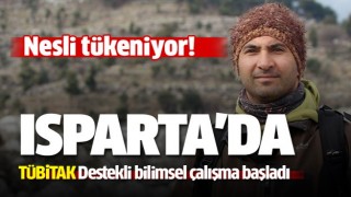 Isparta'da Alageyiklerin neslinin devamı i&ccedil;in &ccedil;alışma başlatıldı