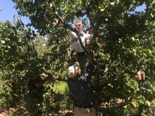 Isparta'da Aşağıkaşıkara k&ouml;y&uuml;nde kayısı hasadı