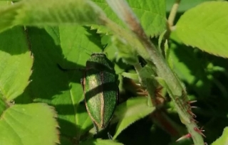 Isparta'da Gül Bahçelerinde  "Gül Gal Böceği" ile Mücadele