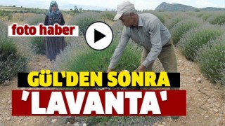 ISPARTA'DA G&Uuml;L'DEN SONRA &rsquo;&rsquo;LAVANTA&rsquo;&rsquo;