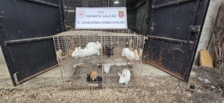 Isparta'da Kaçak Hayvan Operasyonu: 147 Canlı Ele Geçirildi!