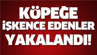 ISPARTA'DA KÖPEĞE İŞKENCE EDENLER YAKALANDI