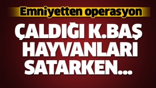 ISPARTA'DA K&Uuml;&Ccedil;&Uuml;KBAŞ HAYVAN HIRSIZLIĞI