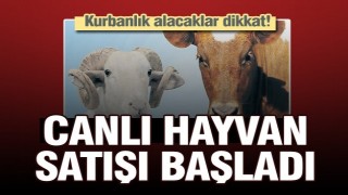 ISPARTA'DA KURBANLIK CANLI HAYVAN SATIŞI