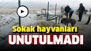 Isparta'da Sokak Hayvanları Unutulmadı  
