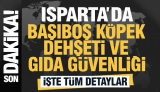 Isparta'da Sokak K&ouml;pekleri ve G&uuml;venlik A&ccedil;ığı ve B&ouml;cekli Gıdalar!