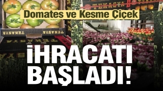 Isparta'dan Domates ve Kesme Çiçek İhracatı Başladı