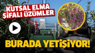 ISPARTA'NIN ŞİFALI MEYVELERİ BURADA YETİŞİYOR!