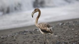 Kastamonu'da sahilde g&ouml;r&uuml;len flamingo ilgi odağı oldu