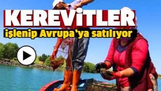 KEREVİTLER ISPARTA'DA İŞLENİP AVRUPA'YA SATILIYOR