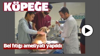 K&Ouml;PEK BEL FITIĞI AMELİYATI OLDU