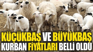 K&Uuml;&Ccedil;&Uuml;KBAŞ VE B&Uuml;Y&Uuml;KBAŞ KURBAN FİYATLARI A&Ccedil;IKLANDI