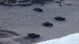 Kum tepeleriyle &uuml;nl&uuml; Patara carettaların da yuvası
