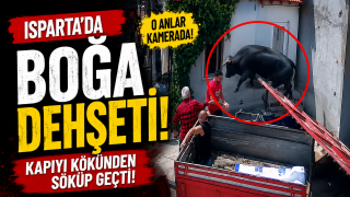 Kurbanlık Boğa Ortalığı Bir Anda Karıştırdı! O Anlar Kamerada