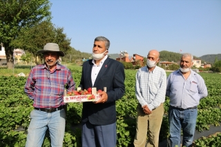 MHP Hatay Milletvekili Kaşık&ccedil;ı Yayladağı'nda &ccedil;ilek hasadına katıldı