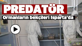 ORMANLARIN BEK&Ccedil;İSİ PREDAT&Ouml;R ISPARTA'DA 