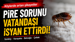 Şarkikaraağa&ccedil; K&ouml;ylerinde Pire Alarmı!