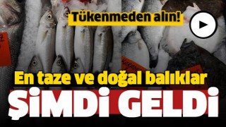 TAZE BALIĞIN ADRESİ ISPARTA DOSTLAR BALIK&Ccedil;ILIK