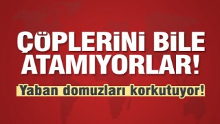 Yaban domuzları korkutuyor 