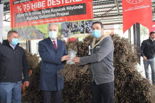 Yalva&ccedil;'ta a&ccedil;ık k&ouml;kl&uuml; aşılı asma fidanı dağıtıldı