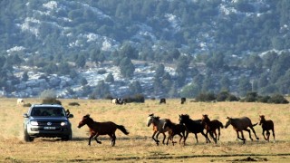 Yılkı atları geçen yıl gelen 25 bin turist sayısını, yılın bu ayında ikiye katladı 