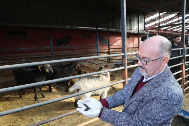 Tıbbi S&uuml;l&uuml;k Yetiştiriciliğinde &Ccedil;ığır A&ccedil;tı