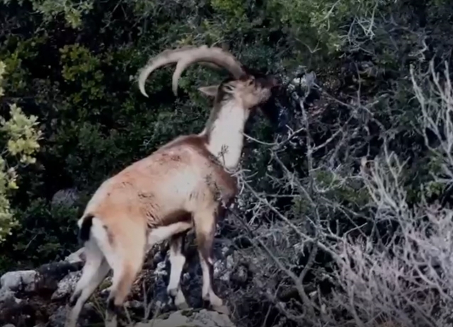 Toroslar'ın yaban keçileri havadan görüntülendi