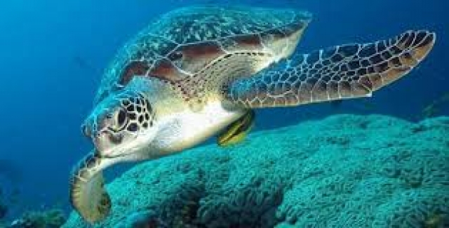 Tüfekle vurulmuş ve bıçaklanmış caretta carettalar bulundu