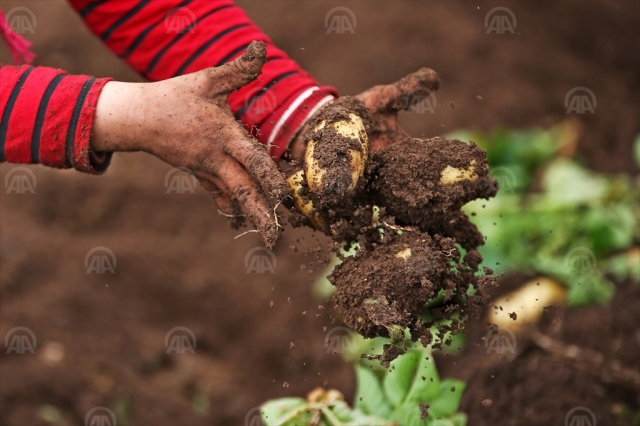 turfanda patates hasadına başlandı fiyatı düşecek