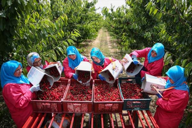 "Türk kirazını en yüksek birim fiyatıyla ihraç edebiliriz"