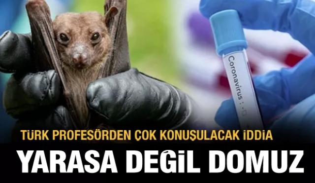 Türk profesörden çok konuşulacak iddia! yarasa değil domuz!