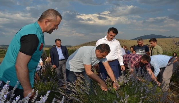 Türkiye’nin en büyük lavanta bahçesinde hasat zamanı