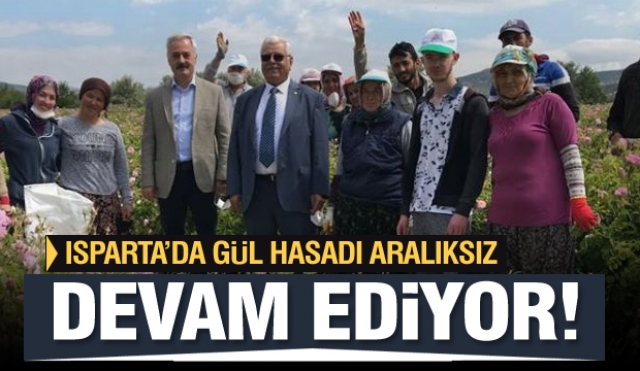 Türkiye’nin gül bahçesi Isparta’da gül hasadı aralıksız devam ediyor