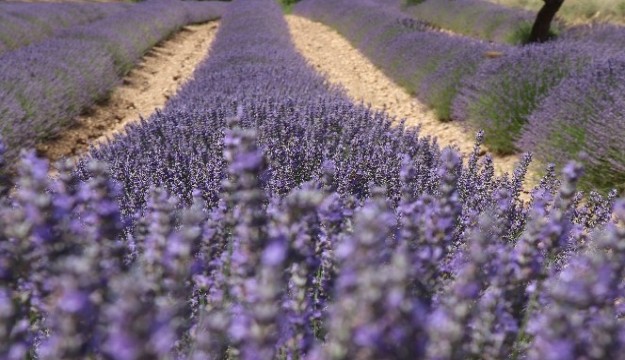 Türkiye’nin yeni gözdesi lavanta ve Salda