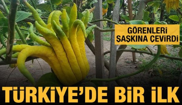 Türkiye'de bir ilk! görenleri şaşkına çeviren bitki