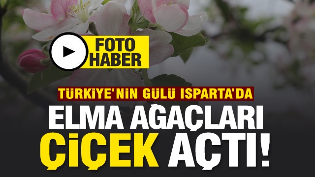  Türkiye'nin Gülü Isparta'da elma ağaçları çiçek açtı