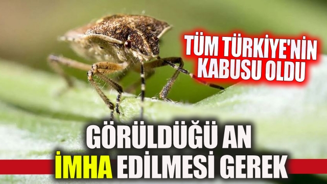 Türkiye'nin kabusu oldu Gördüğünüz an ezin geçin!