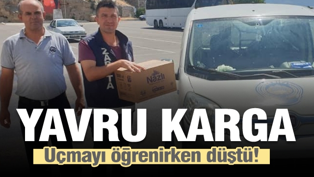 Uçmayı öğrenirken yere düşen karga emin ellerde