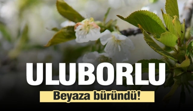 ULUBORLU'DA KİRAZ BAHÇELERİ BEYAZA BÜRÜNDÜ
