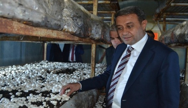 Vali Şıldak: “Altınyayla’da günde 20 tom Mantar yetiştiriliyor”