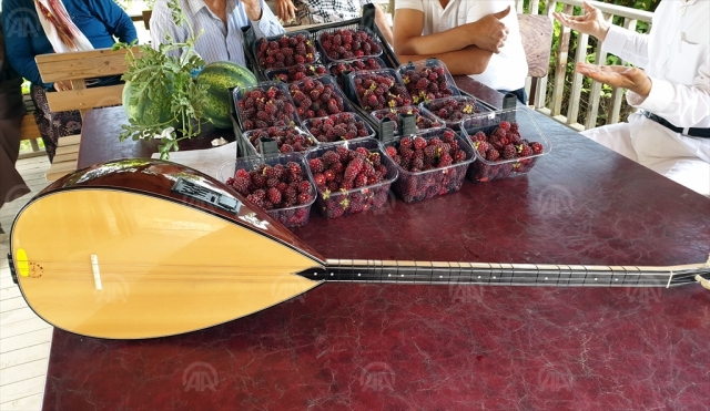 Verimli böğürtlen hasadına kutlama