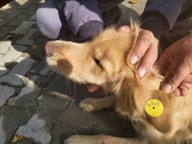 ​Veteriner İşleri Müdürlüğü Çalışmaları Devam Ediyor