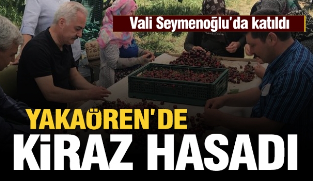 YAKAÖREN YAYLASINDA KİRAZ HASADI BAŞLADI