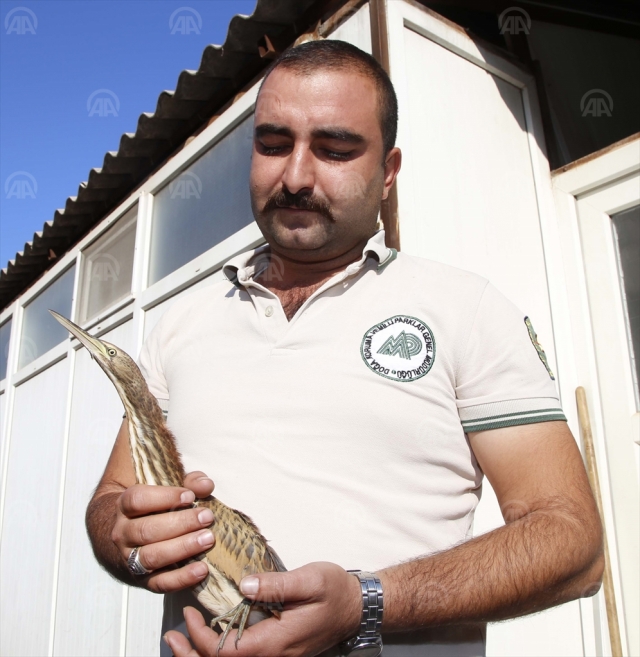 Yaralı balaban kuşu tedaviye alındı