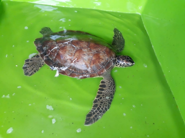  Yaralı carettta caretta tedavi altına alındı 