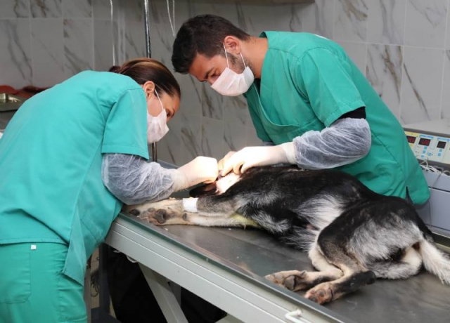 Yaralı sokak köpeğine şefkat eli
