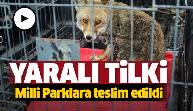 Yaralı tilki Milli Parklara teslim edildi