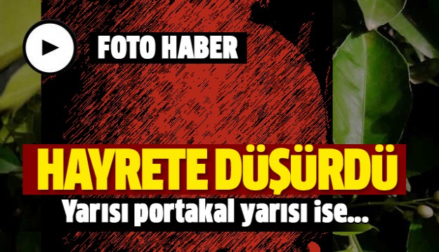 Yarısı limon, yarısı portakal meyve hayrete düşürdü