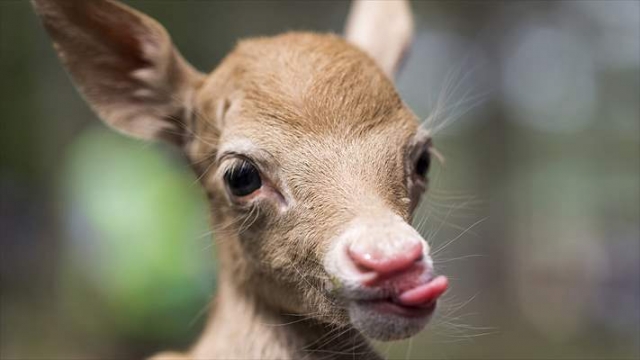 Yavru alageyiğe keçi 'süt anne' oldu video haber